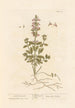 Kleine germander schilderij - Elizabeth Blackwell — weergave van het kunstwerk