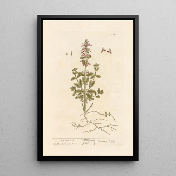 Kleine germander schilderij - Elizabeth Blackwell — ingelijst kunstwerk aan de muur