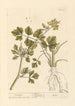 Ache - Elizabeth Blackwell — weergave van het kunstwerk