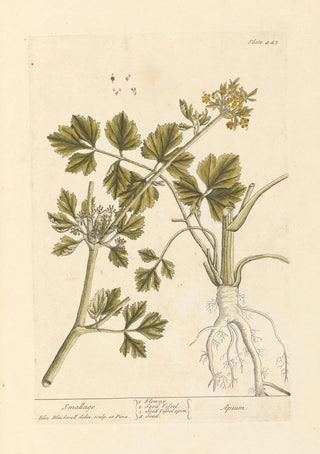 Elizabeth Blackwell - Smallage.webp