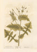 Laiteron lisse - Elizabeth Blackwell — weergave van het kunstwerk