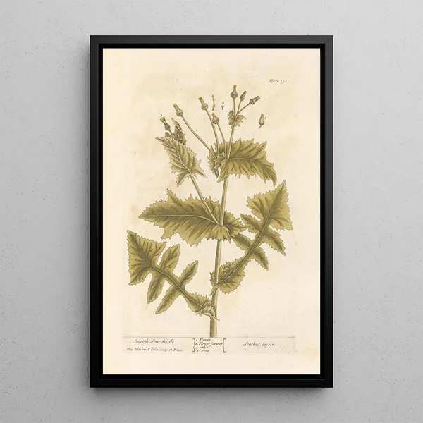 Laiteron lisse - Elizabeth Blackwell — ingelijst kunstwerk aan de muur