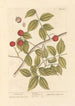 Bois de serpent - Elizabeth Blackwell — weergave van het kunstwerk