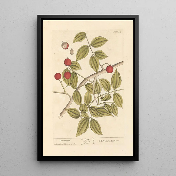 Bois de serpent - Elizabeth Blackwell — ingelijst kunstwerk aan de muur