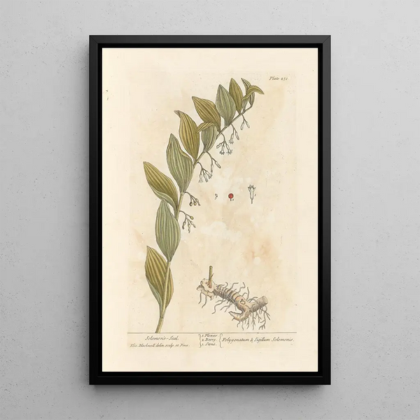 Zegel van Salomo - Elizabeth Blackwell — ingelijst kunstwerk aan de muur