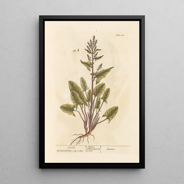 Oseille - Elizabeth Blackwell — ingelijst kunstwerk aan de muur