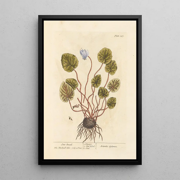 Cyclamen - Elizabeth Blackwell — ingelijst kunstwerk aan de muur