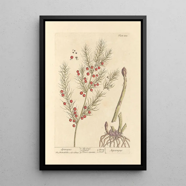 Asperge - Elizabeth Blackwell — ingelijst kunstwerk aan de muur
