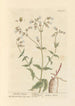 Poppy spatling - Elizabeth Blackwell — weergave van het kunstwerk