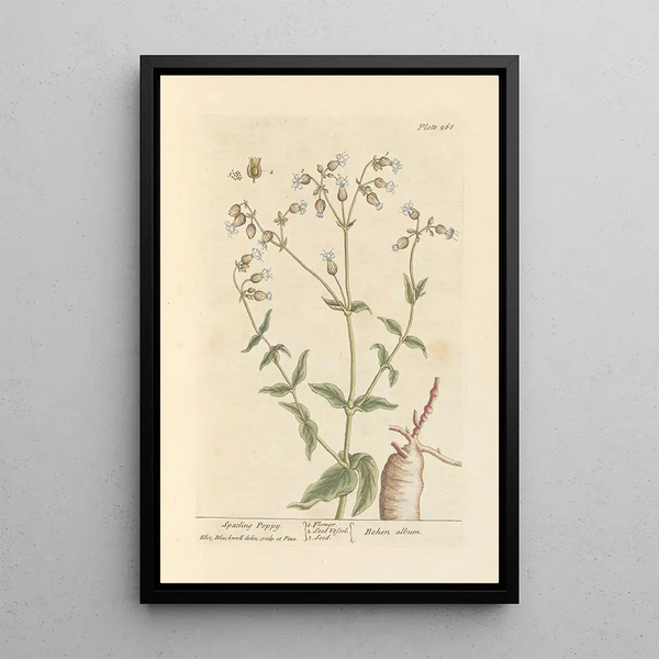 Poppy spatling - Elizabeth Blackwell — ingelijst kunstwerk aan de muur