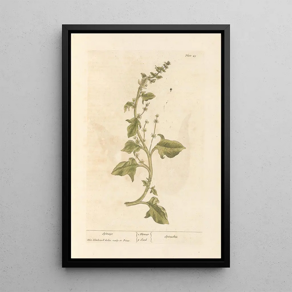 Spinazie - Elizabeth Blackwell — ingelijst kunstwerk aan de muur