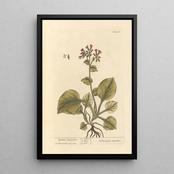 Pulmonaire tachetée - Elizabeth Blackwell — ingelijst kunstwerk aan de muur