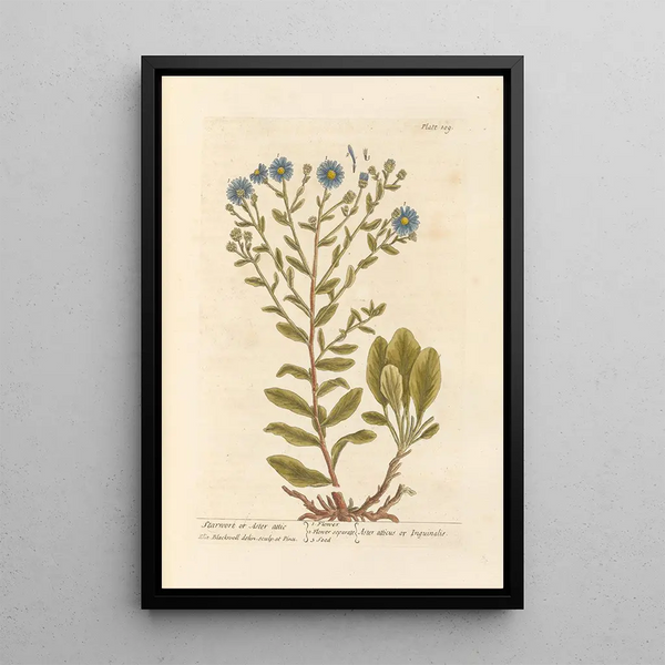 Aster étoilé ou aster attique - Elizabeth Blackwell — ingelijst kunstwerk aan de muur