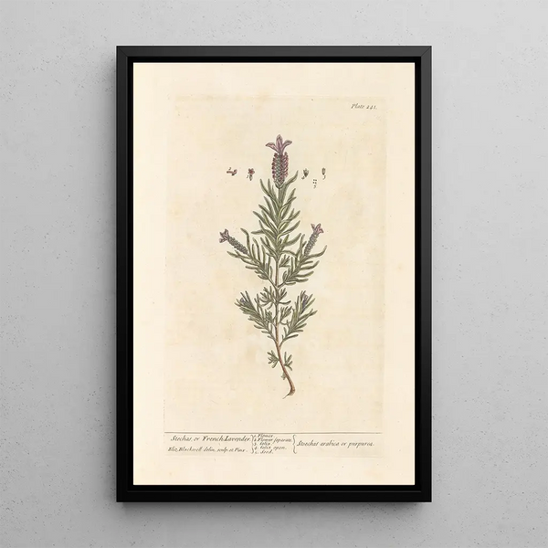 Lavendel stéchade of Franse lavendel - Elizabeth Blackwell — ingelijst kunstwerk aan de muur