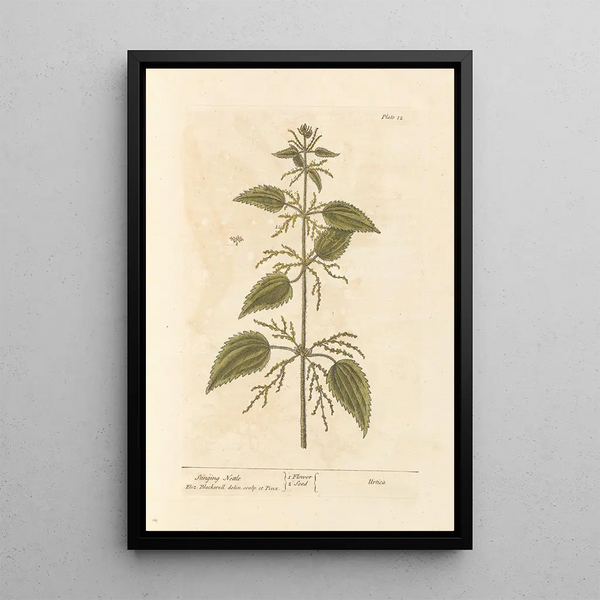 Ortie piquante - Elizabeth Blackwell — ingelijst kunstwerk aan de muur