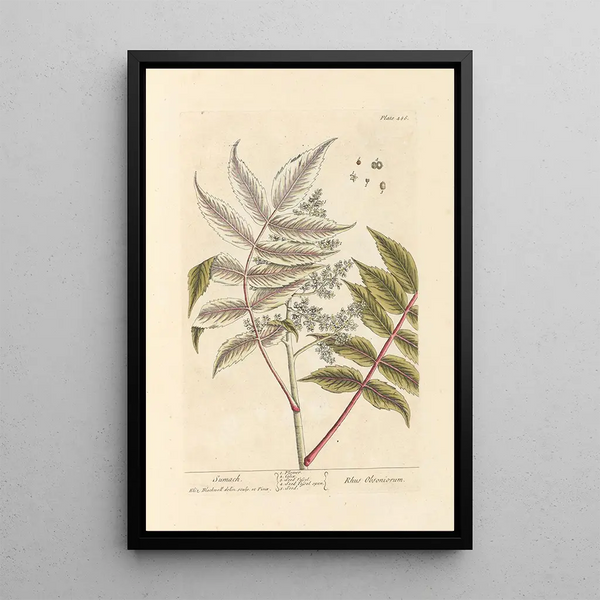 Sumac - Elizabeth Blackwell — ingelijst kunstwerk aan de muur