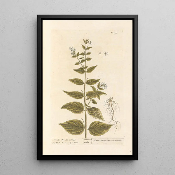 Dompte-venin - Elizabeth Blackwell — ingelijst kunstwerk aan de muur