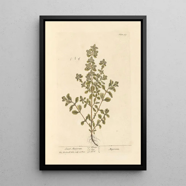 Marjolaine - Elizabeth Blackwell — ingelijst kunstwerk aan de muur