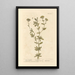 Absinthe douce - Elizabeth Blackwell — ingelijst kunstwerk aan de muur