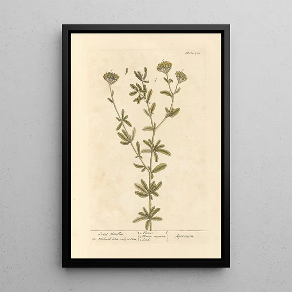 Elizabeth Blackwell - Sweet maudlin.webp