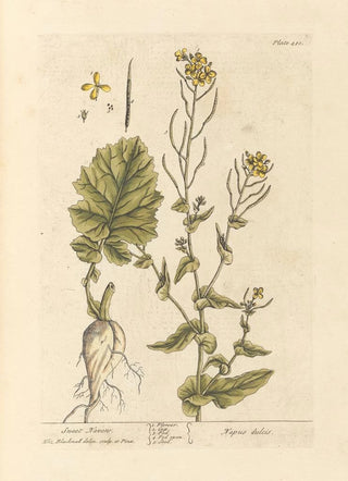 Elizabeth Blackwell - Sweet navew.webp