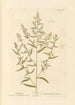 Estragon - Elizabeth Blackwell — weergave van het kunstwerk