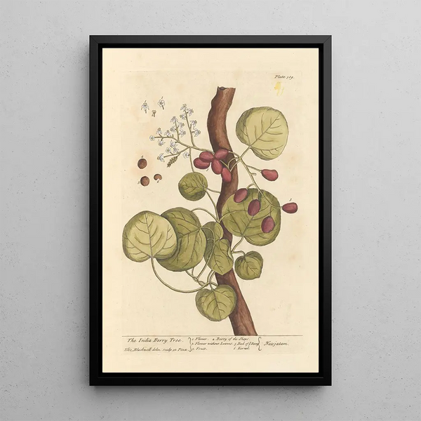 L'arbre à baies d'Inde - Elizabeth Blackwell — ingelijst kunstwerk aan de muur