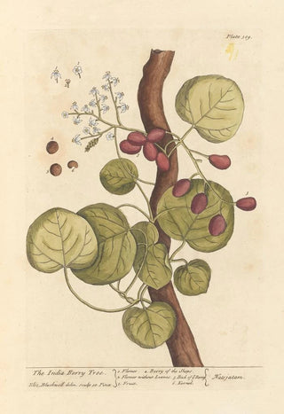 Elizabeth Blackwell - The India berry tree.webp