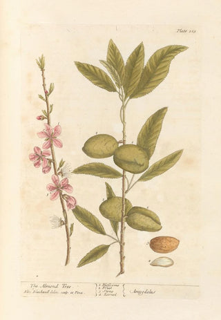 Elizabeth Blackwell - The almond tree.webp
