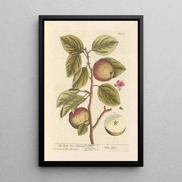 De appelboom of perenboom - Elizabeth Blackwell — ingelijst kunstwerk aan de muur