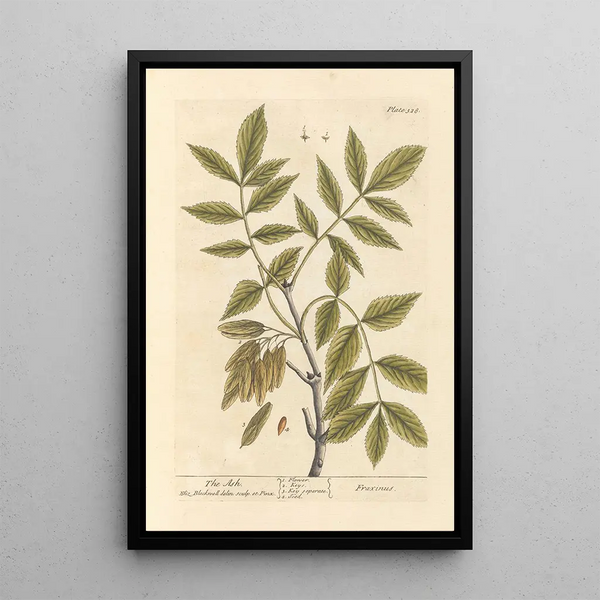Le frêne - Elizabeth Blackwell — ingelijst kunstwerk aan de muur