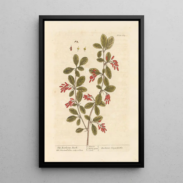 L'épine-vinette - Elizabeth Blackwell — ingelijst kunstwerk aan de muur