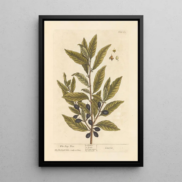 Le laurier - Elizabeth Blackwell — ingelijst kunstwerk aan de muur