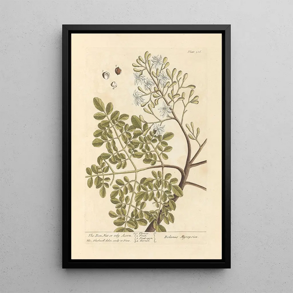 La noix de ben ou gland huileux - Elizabeth Blackwell — ingelijst kunstwerk aan de muur