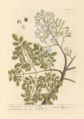 Elizabeth Blackwell - The ben nut or oily acorn.webp