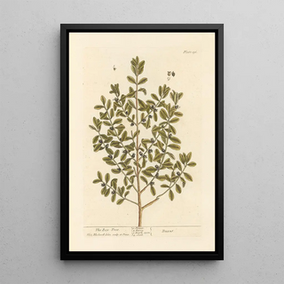 Elizabeth Blackwell - The box tree.webp