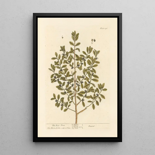 Le buis - Elizabeth Blackwell — ingelijst kunstwerk aan de muur