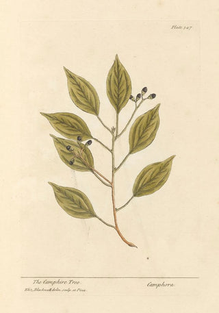 Elizabeth Blackwell - The camphire tree.webp
