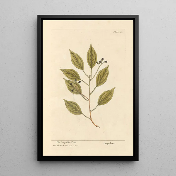 Le camphrier - Elizabeth Blackwell — ingelijst kunstwerk aan de muur