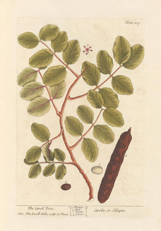 Elizabeth Blackwell - The carob tree.webp