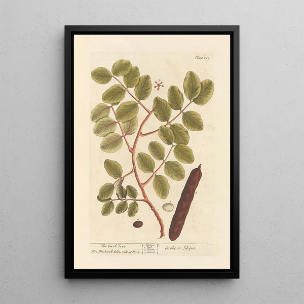 Le caroubier - Elizabeth Blackwell — ingelijst kunstwerk aan de muur