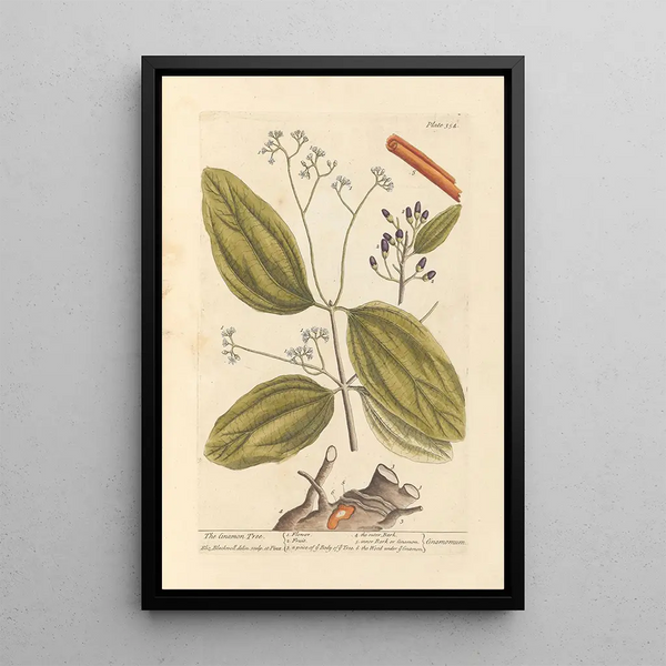 Le cannelier - Elizabeth Blackwell — ingelijst kunstwerk aan de muur