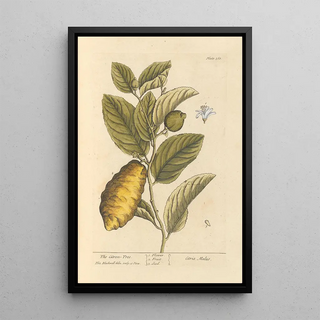 Elizabeth Blackwell - The citron tree.webp