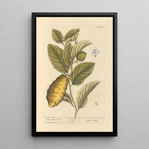 Le cédratier - Elizabeth Blackwell — ingelijst kunstwerk aan de muur