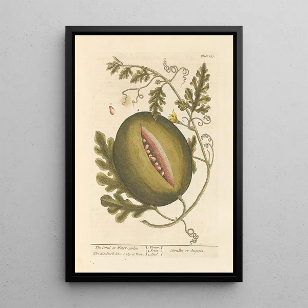 Le citrullus ou pastèque - Elizabeth Blackwell — ingelijst kunstwerk aan de muur