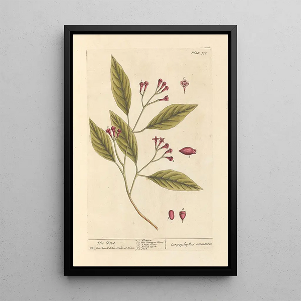 Le clou de girofle - Elizabeth Blackwell — ingelijst kunstwerk aan de muur