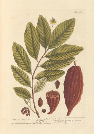 Elizabeth Blackwell - The coco nut tree.webp