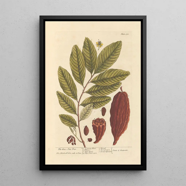 De kokospalm - Elizabeth Blackwell — ingelijst kunstwerk aan de muur