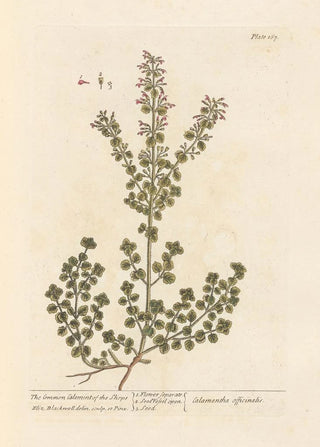 Elizabeth Blackwell - The common calamint of the shops.webp