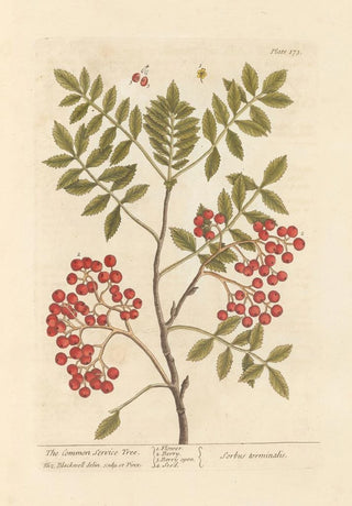 Elizabeth Blackwell - The common service tree.webp